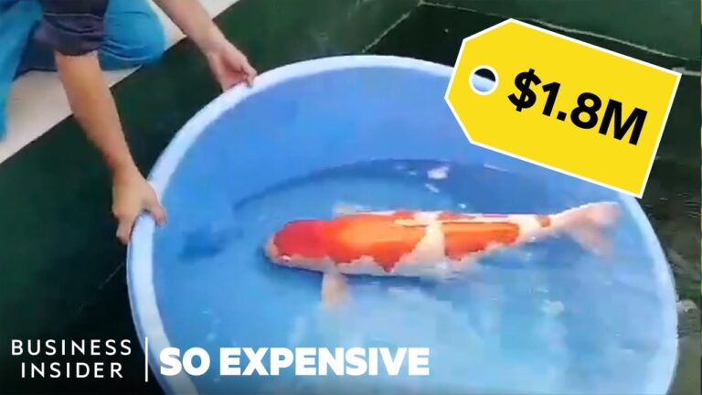 Why are Koi Fish So Expensive