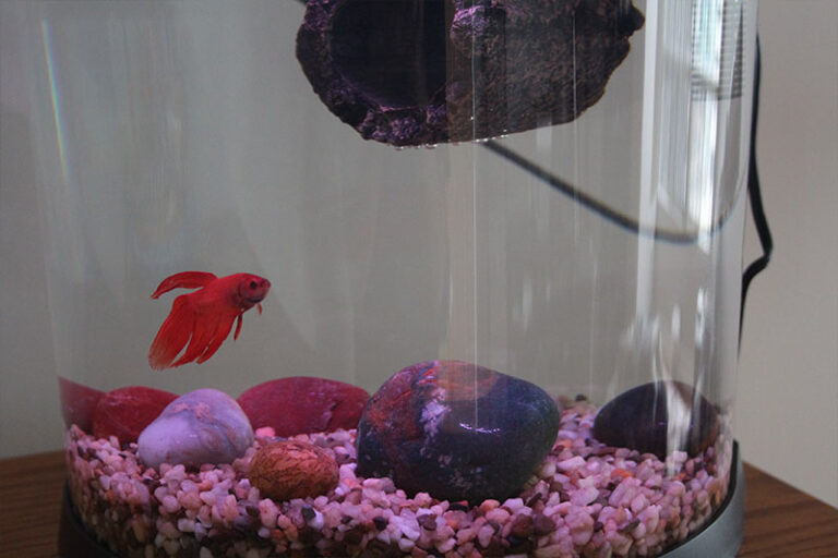 How to Tell If Fish are Happy in the New Tank