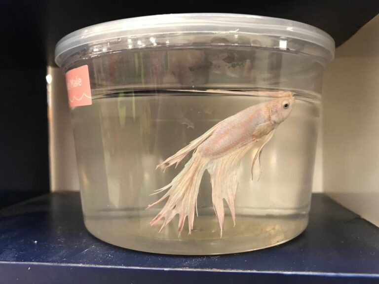 Why are Betta Fish Sold in Cups