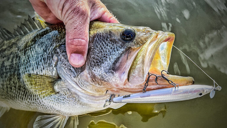 When to Fish Topwater for Bass