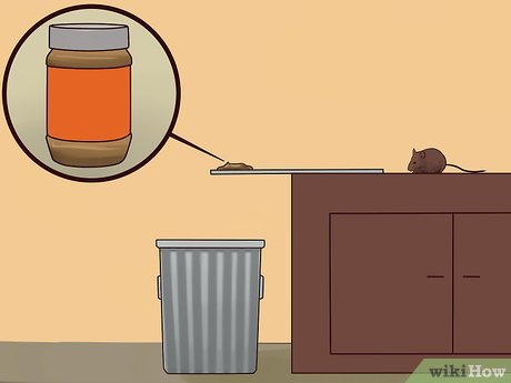 How to Catch Mice Without Killing Them