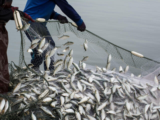 Why is Overfishing a Problem