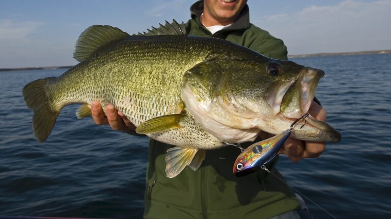 When to Fish for Bass
