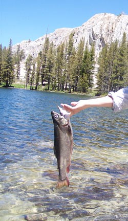 Can You Fish in Yosemite