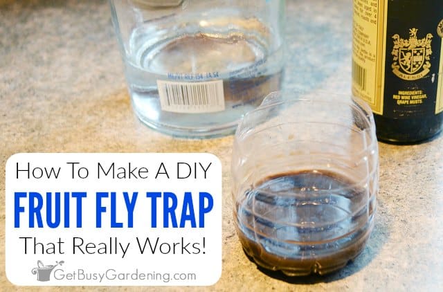 How to Catch Gnats Without Vinegar