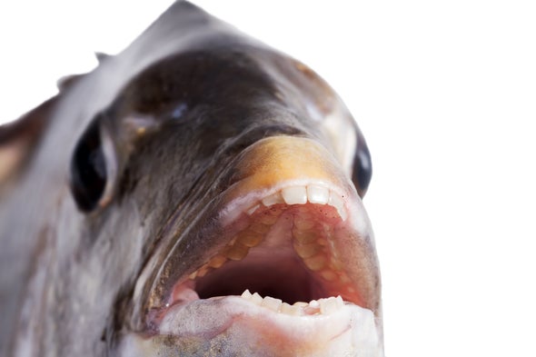 Why Do Fish Have Teeth