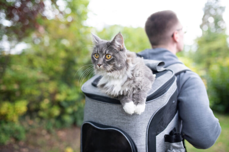 How to Hike With a Cat